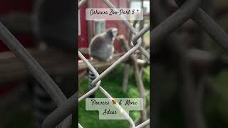 Oshawa ZooPart 5  LEMURS  Flowers 💐 amp More Ideas 💡 [upl. by Ober832]