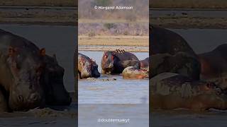 Help for Hippos from Little Birds  Oxpeckers 🐦🦛 [upl. by Adnilav]