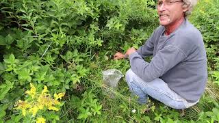 Finally taking a good look at The Garden Farmhouse Cooking Picking Blackberries 19 days till cows [upl. by Haropizt105]