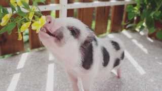 Ellie the miniature pet pig [upl. by Nihcas484]