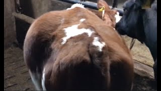 Release of gas Tympany Bloat in Cow BovineDoctor [upl. by Adriane42]