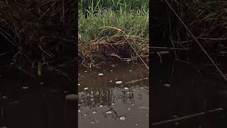 Fishing spots fishing mancing beach fishingspots fishingvideo strike shorts [upl. by Mcarthur]