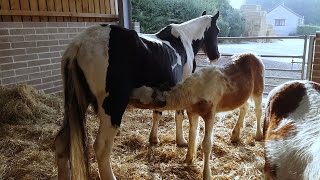 Courageous mare found with skin falling off saves foals [upl. by Malvin448]