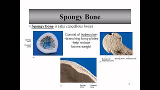 Ch 6 The Skeletal System Lecture [upl. by Garett878]