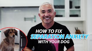 Explaining How To Fix Separation Anxiety With Your Dog [upl. by Kramnhoj]