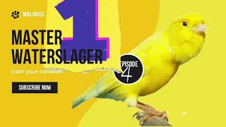 Malinois Waterslager Canary Training Song Master episode 4 وتر سلاجر مالينوا [upl. by Fischer]