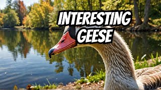 Why Geese Are More Interesting Than You Think [upl. by Auric]