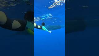 🐋 Surreal diving 🌊 enjoying whale sounds 🩵🤍ASMR whale shorts diving short whalesounds [upl. by Eniotna]