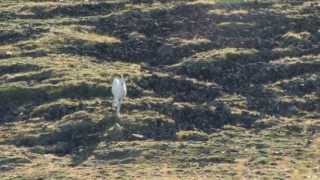 Yukon Dall Sheep Hunt Part 1 [upl. by Malim]