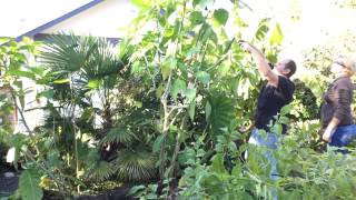 Fall Gardening PT33 Diging up the Angel Trumpet Brugmansia Winter care Wintering Tropical Plants [upl. by Alletniuq]