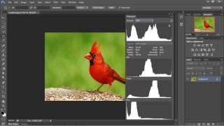 Photoshop Tutorial for Beginners  02  Understanding the Histogram [upl. by Henleigh]