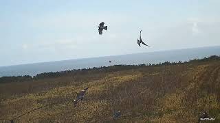 woodpigeon shooting few hours yesterday afternoon [upl. by Naples286]