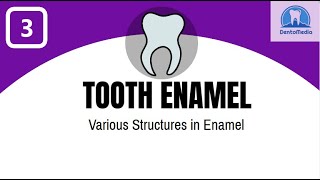 TOOTH ENAMEL VARIOUS STRUCTURES IN ENAMEL [upl. by Alian]