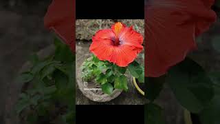 Red Hibiscus Flowers Bloomed 🌺 Uff What A Beauty 🌺 [upl. by Clougher416]