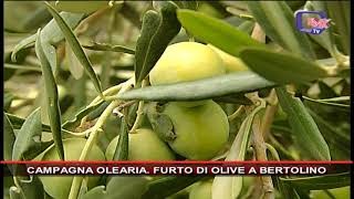 CAMPAGNA OLEARIA FURTO DI OLIVE A BERTOLINO [upl. by Petty]