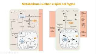 29 Ossidazione degli amminoacidi e integrazione del metabolismo [upl. by Alyak394]