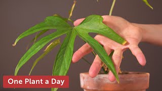 Anthurium pedatoradiatum Houseplant Care — 57 of 365 [upl. by Neelhtac]