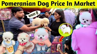 Pomeranian Dog Price In Market  Teacup dog price in India  Pomeranian puppies price  dog payment [upl. by Buskirk]