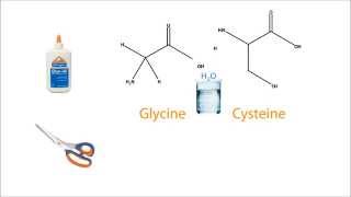 Hydrolysis of Proteins [upl. by Ehsom693]