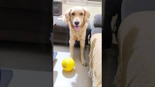 How my dog plays football 😯youtubeshorts shorts funny goldenretreiver cute yt [upl. by Ssilem]