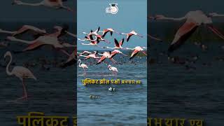 Pulicat Lake  Brackish Water Lagoon  Map in Short  Amrit Upadhyay  UPSC 2024  StudyIQ IAS Hindi [upl. by Christophe]