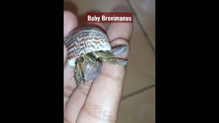 Kelomang lovers Coenobita Brevimanus Hermit crab [upl. by Nossyla748]