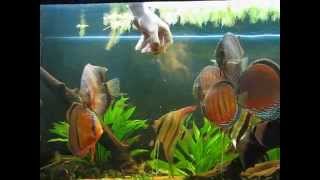 Wild Discus e Altum Orinoco [upl. by Nylinnej499]