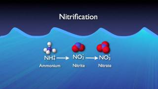 Nitrogen Removal Basics [upl. by Rosen]