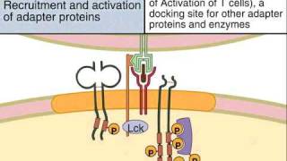 Early Tyrosine Phosphorylation and the RAS MAP Rac SAP Pathway in T Cell Activation [upl. by Ahsoek]