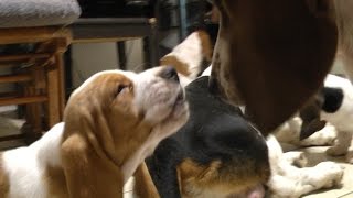 Basset Hound Puppies Meet Family For First Time Cute [upl. by Evelinn372]