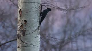 Black woodpecker in the nest Dryocopus martius [upl. by Laira746]