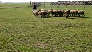 Murphy herding belgian sheepdog groenendael [upl. by Frendel]