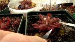 Taking Sundew Leaf Cuttings Part 1 Collecting leaves and propagating plants from them [upl. by Arta]