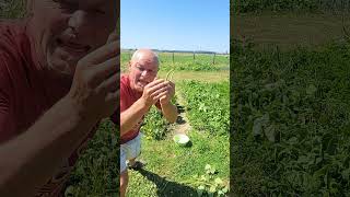 Comment faire vos propres graines d haricots verts et autres haricots [upl. by Skip]