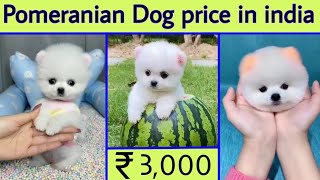 Pomeranian Dog price in india  teacup dog price in india  cute dog price in india  Earning dog [upl. by Libna261]