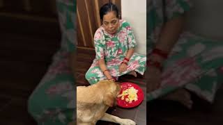 youtube lablovers dogowner trending lablove petowner pets doglover cute dog animal love [upl. by Shari19]