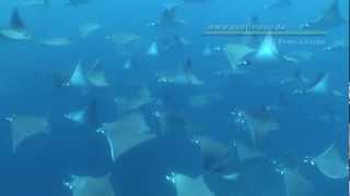 Hunderte Manta Mobulas in Galapagos Unvergessliche Momente Hundreds of mobula rays incredible [upl. by Price55]