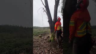 Funky codominant Arbutus is on its way out arborist vanisle treeclimber faller dangerous [upl. by Ardnauq]