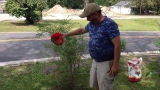 Fertilizing huckleberries [upl. by Pattani]