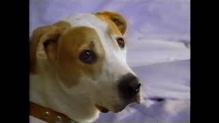 2001 Febreze Commercial Dog Removes Bad Human Smells  Aired October 15 2001 [upl. by Nwahsem]