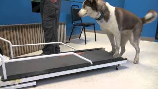 How to Train a Dog To Walk or Run On A Treadmill  Tyler Muto Dogmanship [upl. by Ailima]