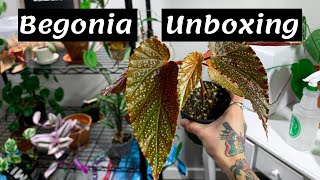 Begonia Unboxing  TG Orchids [upl. by Aldridge]