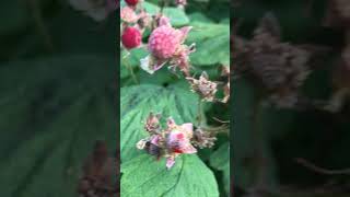 Thimble Berry picking foraging garden foodforest gardening permaculture [upl. by Drahsir]