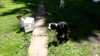 Border Collie Herding Toddler [upl. by Hadley]