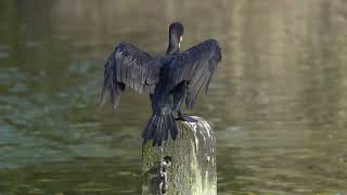 Cormorant jumping on to a post [upl. by Nicolis]