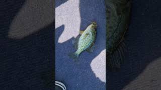 FALL CRAPPIE FISHING njfishing crappiefishing shorts [upl. by Banebrudge51]