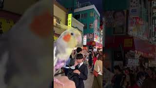 中華街行ったら獅子舞が居たよ 楽しいね かちょ 横浜中華街 獅子舞 cockatiel オカメインコ お散歩 フライトスーツ [upl. by Theobald]