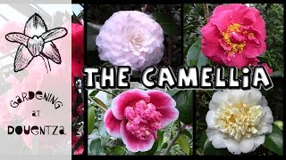 Growing Camellias  the most breathtaking varieties [upl. by Aitat241]