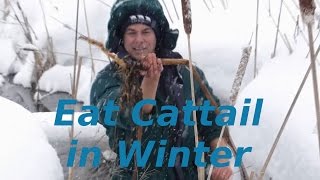 Eat Cattail in Winter [upl. by Otrebcire615]