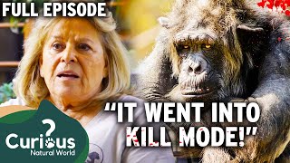 Intelligent Yet 100 DEADLY Insane Chimpanzee Attacks Owner  Full Episode  Curious Natural World [upl. by Tennaj]